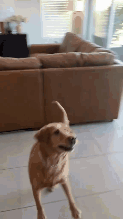 avion-gif-3.gif